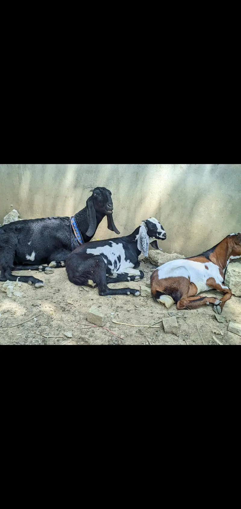 PUNJABI BAKRI FOR SELL WITH 2 MALE KIDS
