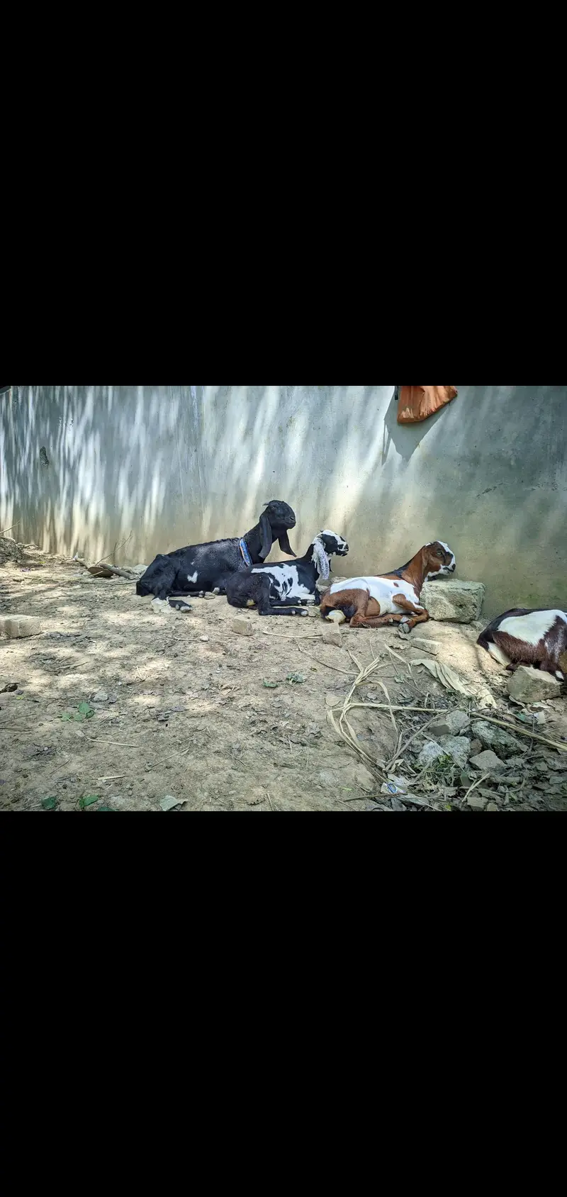 PUNJABI BAKRI FOR SELL WITH 2 MALE KIDS — photo 2