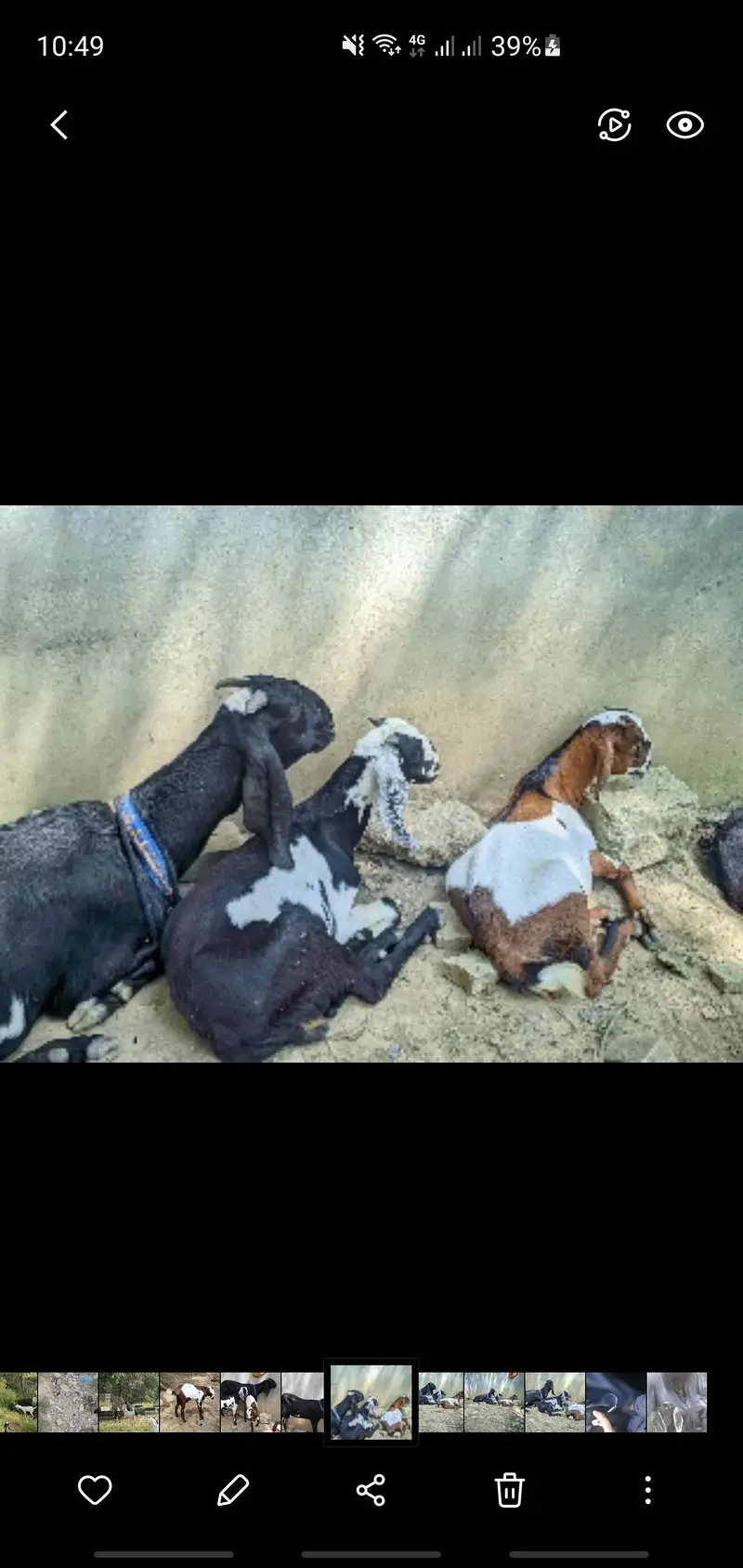 PUNJABI BAKRI FOR SELL WITH 2 MALE KIDS — photo 3