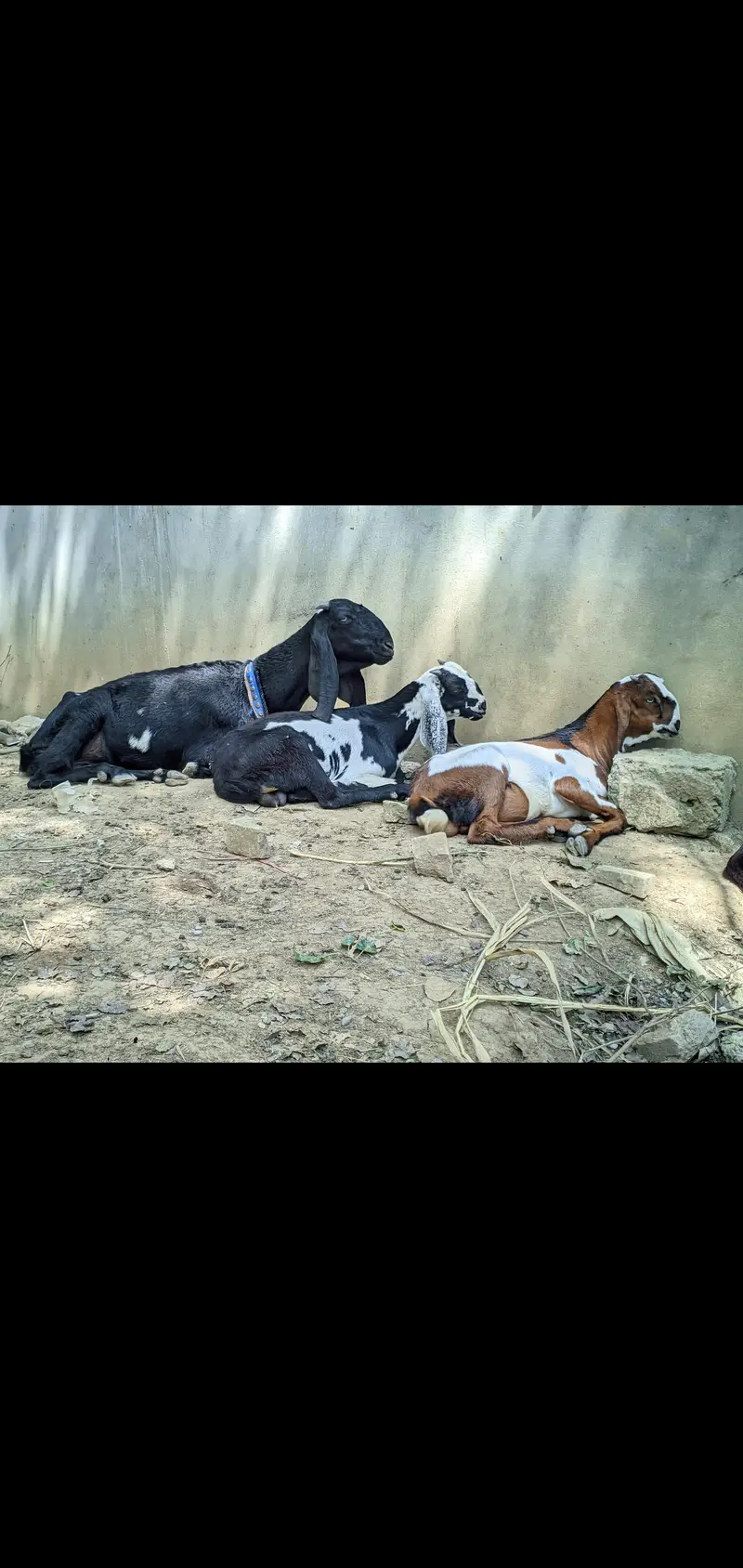 PUNJABI BAKRI FOR SELL WITH 2 MALE KIDS — photo 4