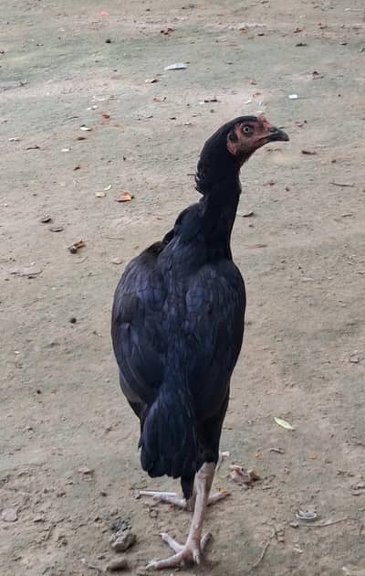 Aseel Black