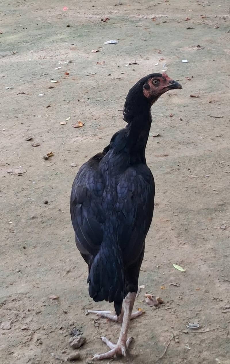 Aseel Black 0