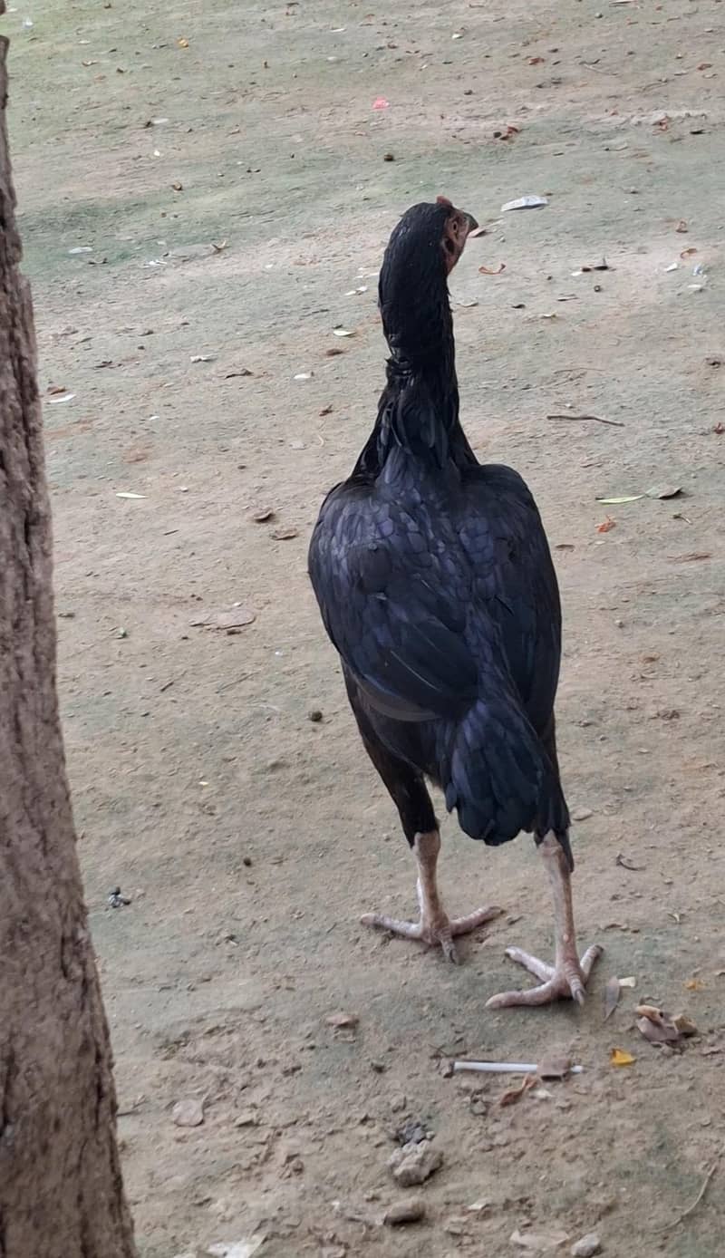 Aseel Black 1