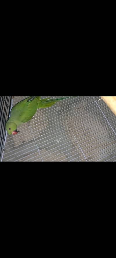 Green ringneck pair