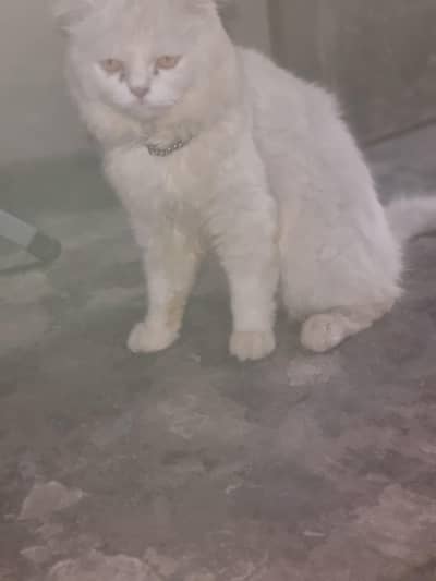 Punch Face Persian Cat Male for Sale