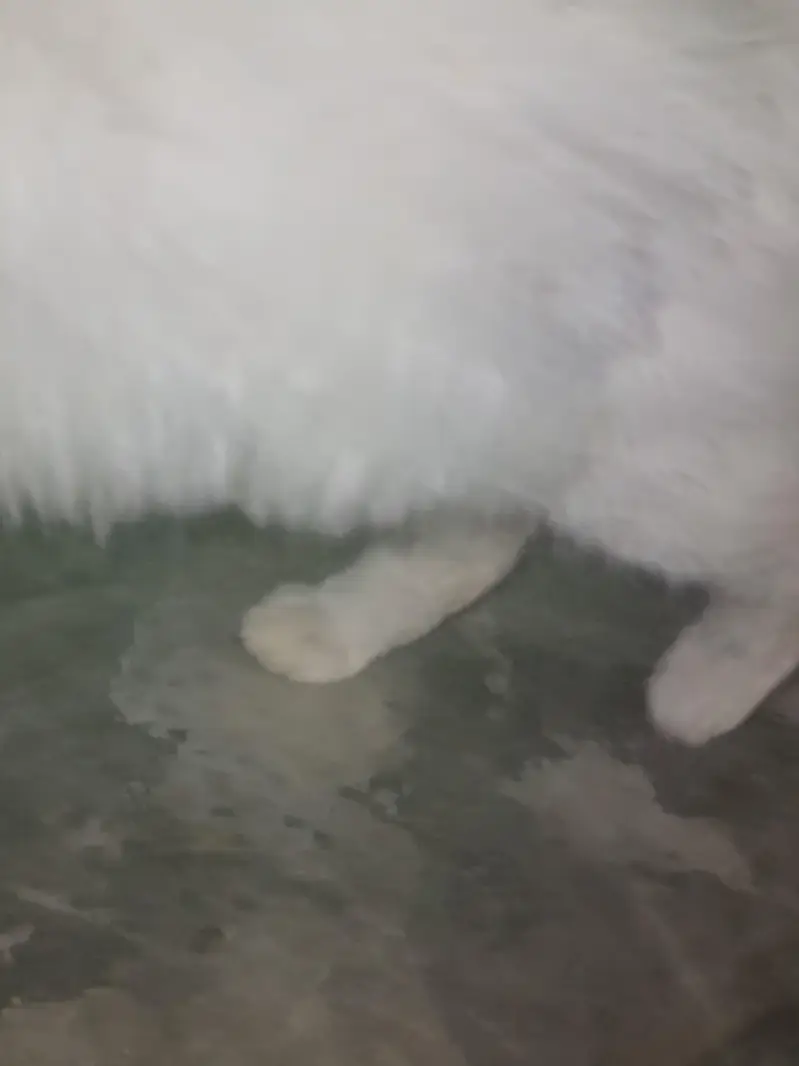 Punch Face Persian Cat Male for Sale — photo 2
