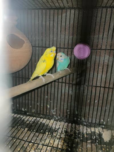budgies pair