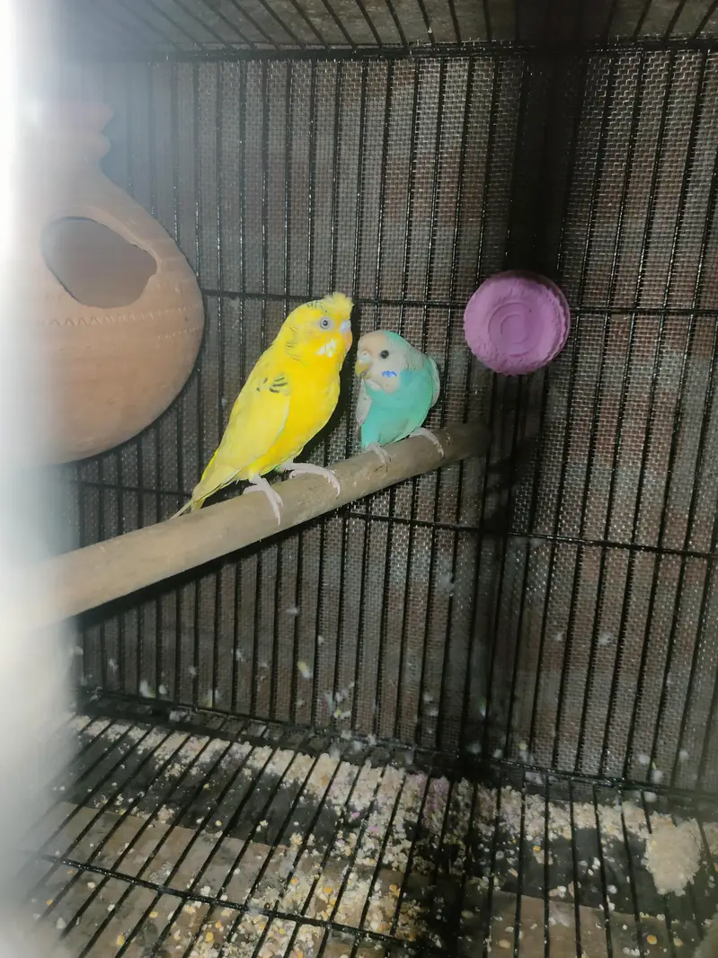 budgies pair