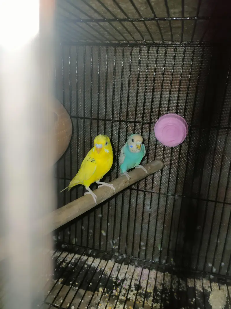 budgies pair — photo 2