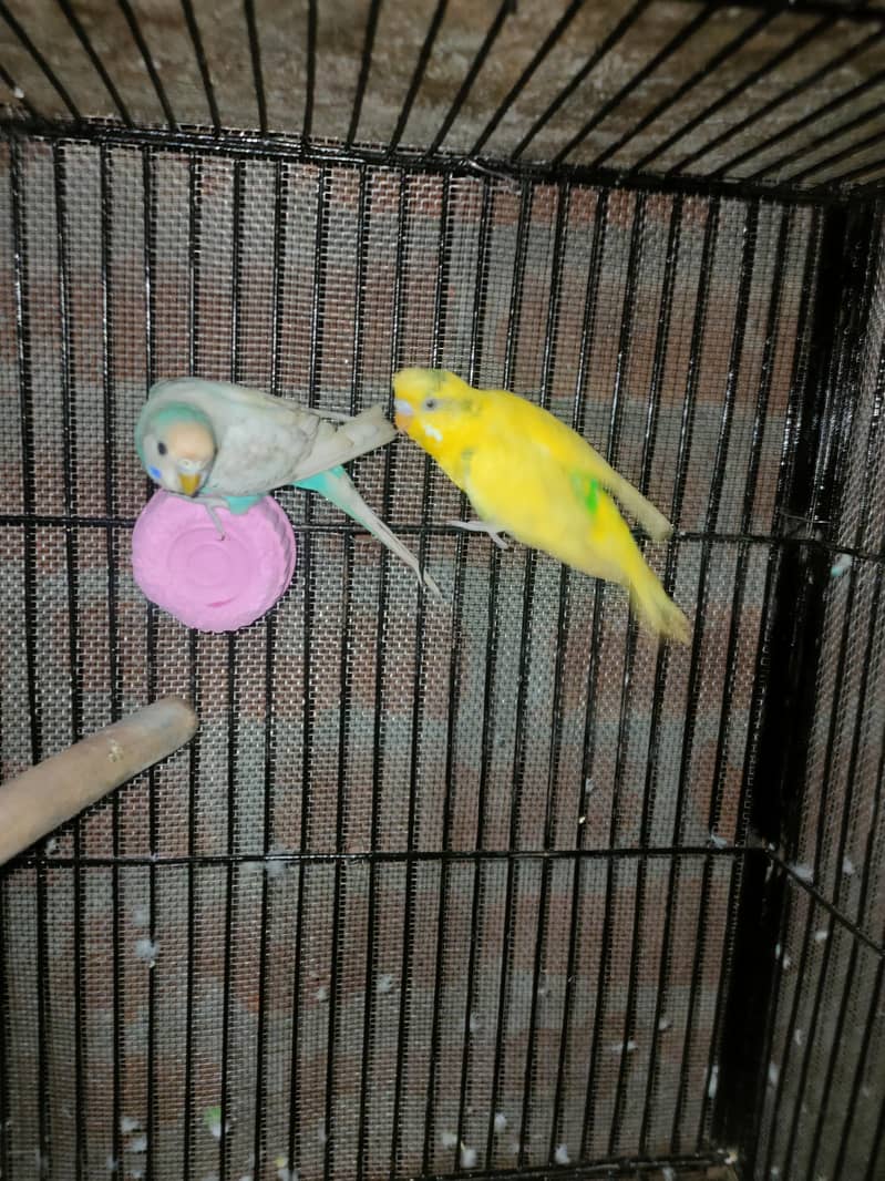 budgies pair 2