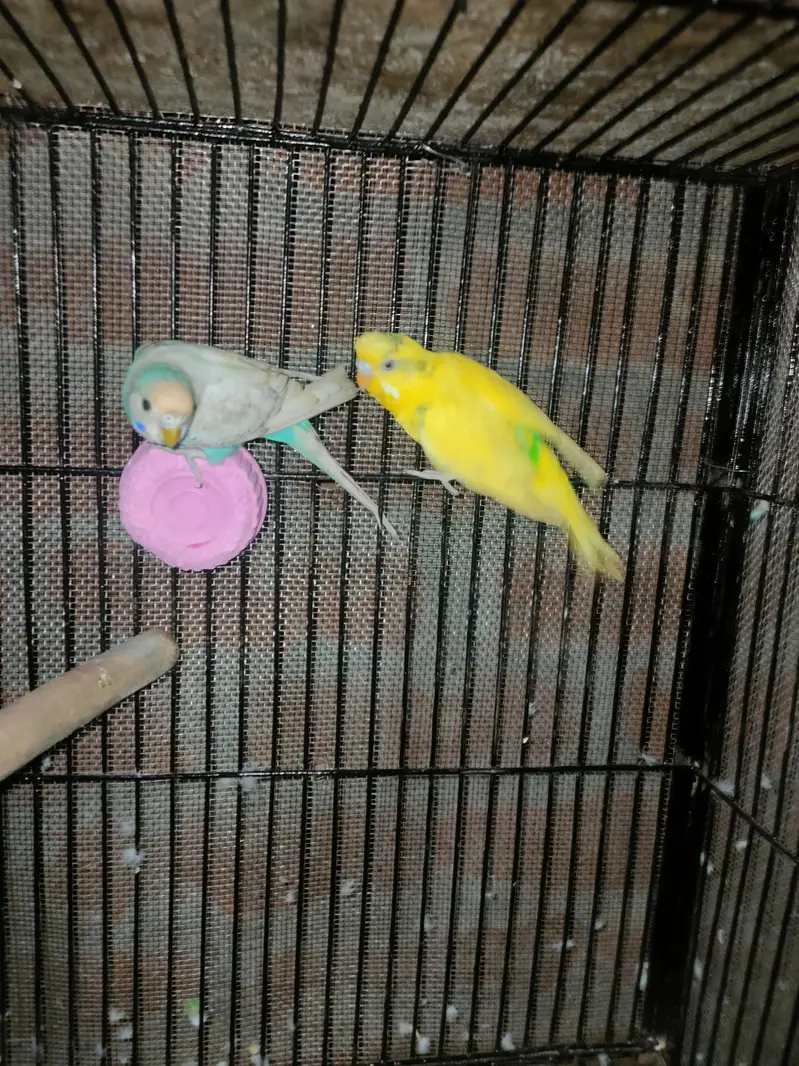 budgies pair — photo 3