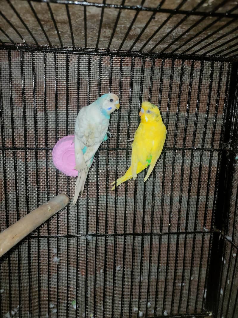 budgies pair 3