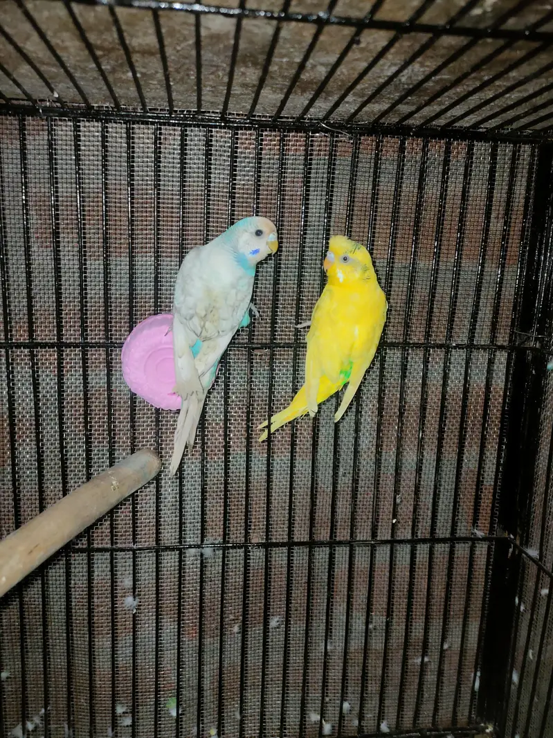 budgies pair — photo 4