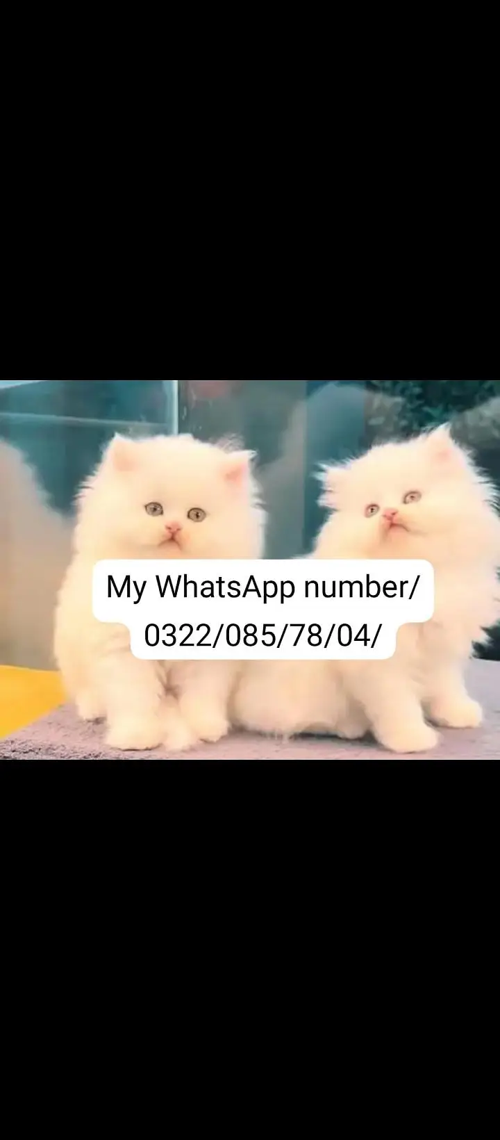 Persian baby cat 2 month age for sale