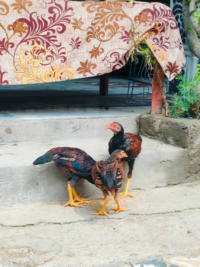 Aseel Young Birds For Sale