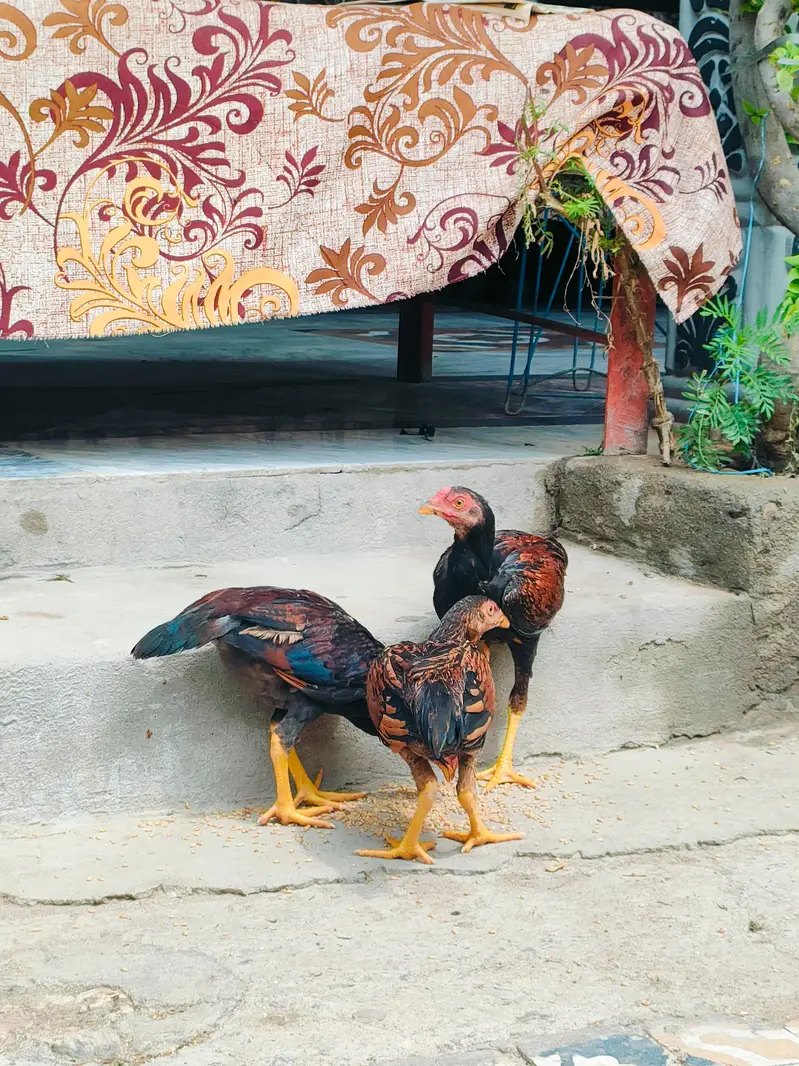 Aseel Young Birds For Sale