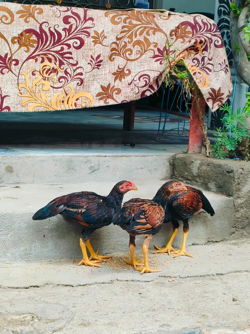 Aseel Young Birds For Sale — photo 2