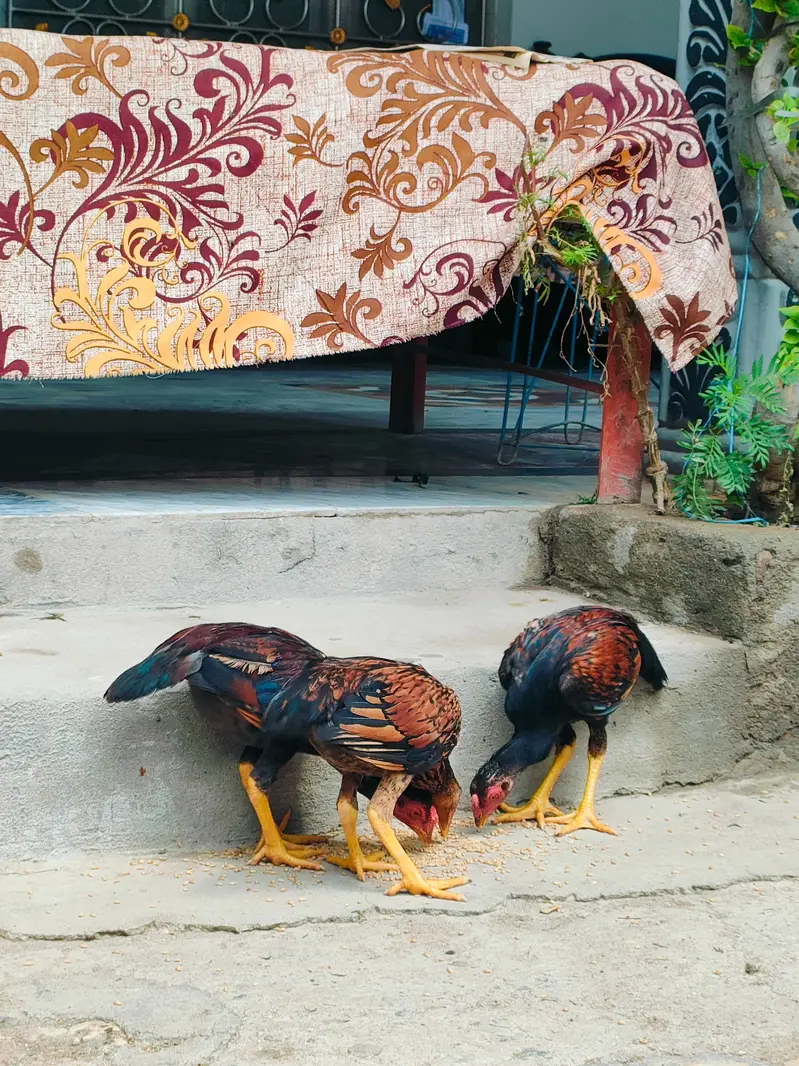 Aseel Young Birds For Sale — photo 3