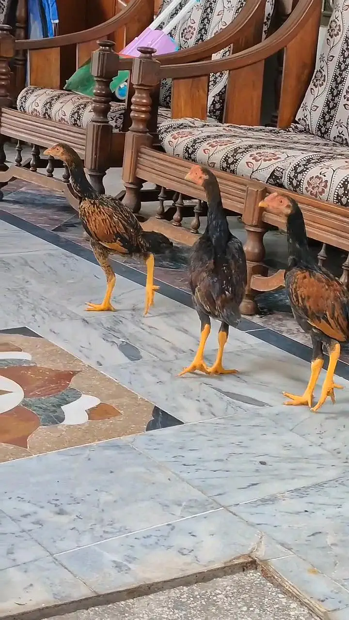 Aseel Young Birds For Sale — photo 4