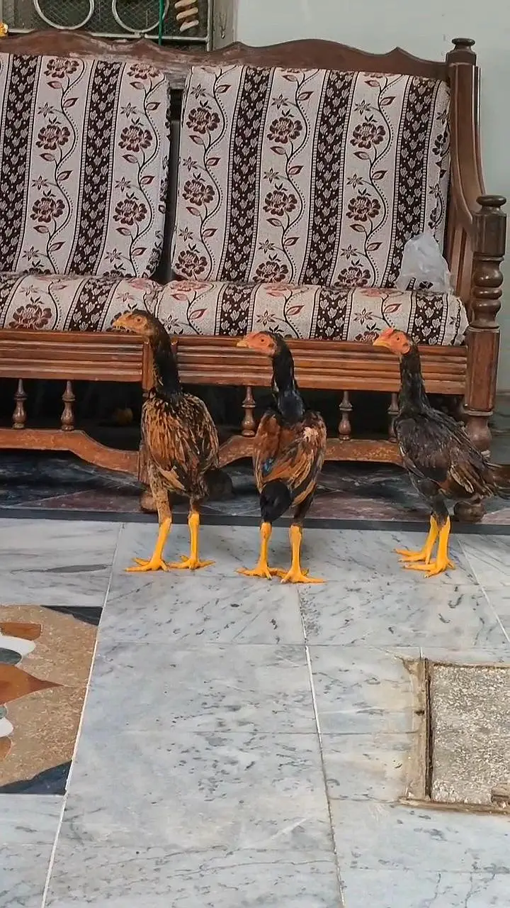Aseel Young Birds For Sale — photo 5