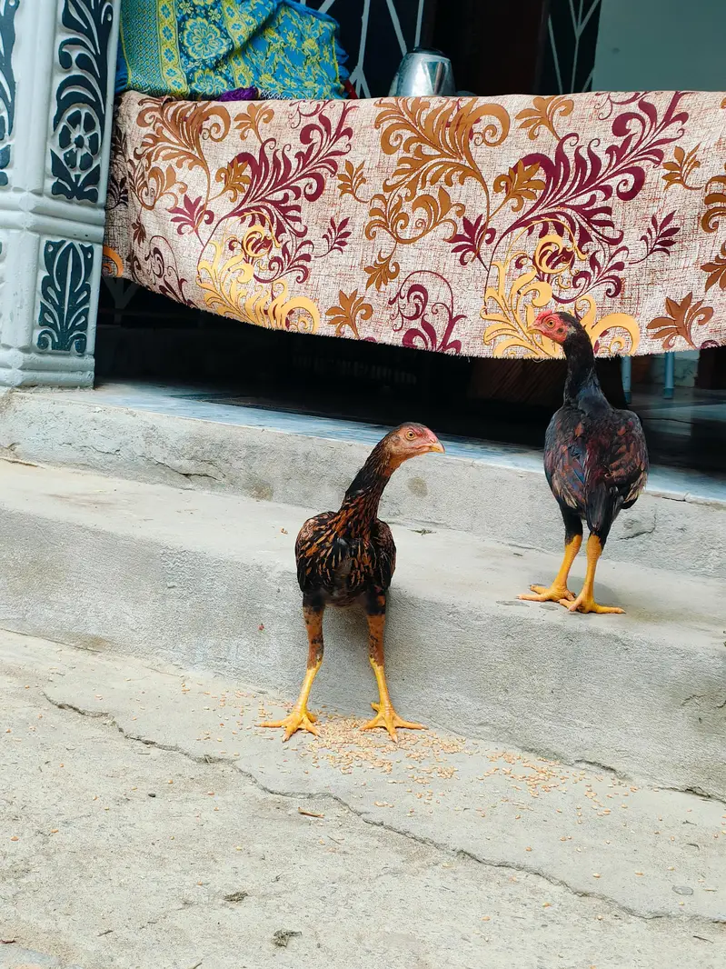 Aseel Young Birds For Sale — photo 6