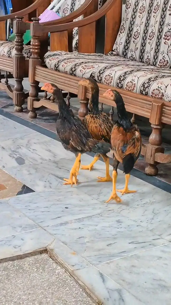 Aseel Young Birds For Sale — photo 7