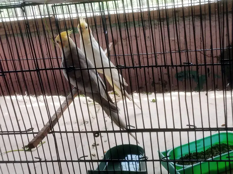 cream cocktail for sale breeder pair