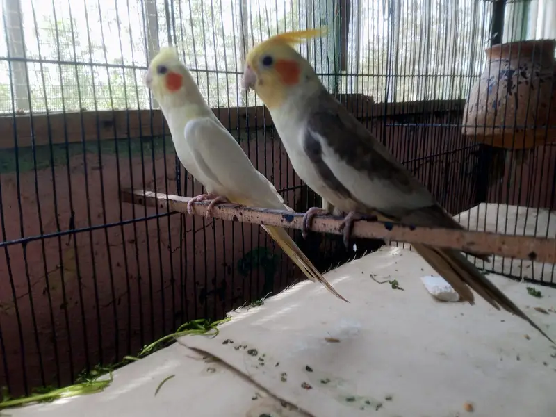 cream cocktail for sale breeder pair — photo 3