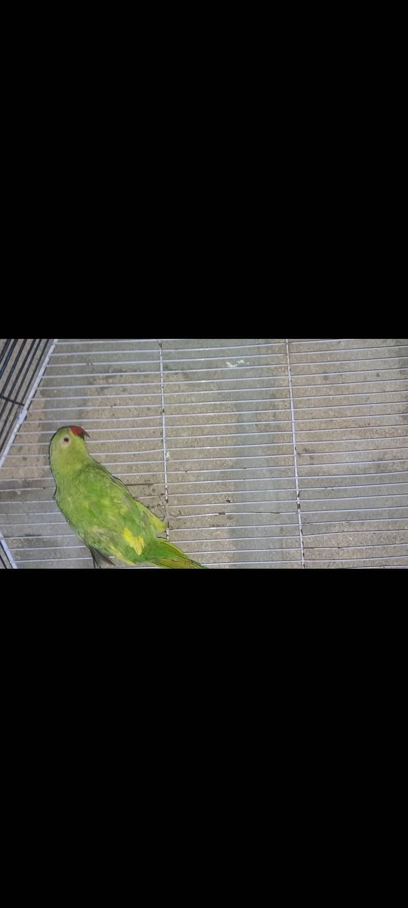 Green ringneck pair 1