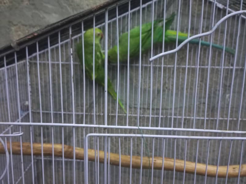 Green ringneck pair 2