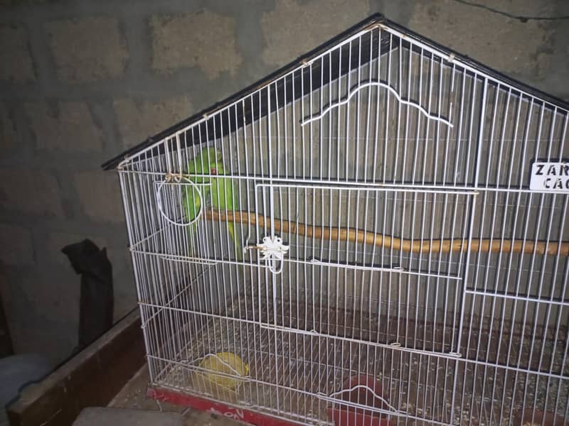 Green ringneck pair 3