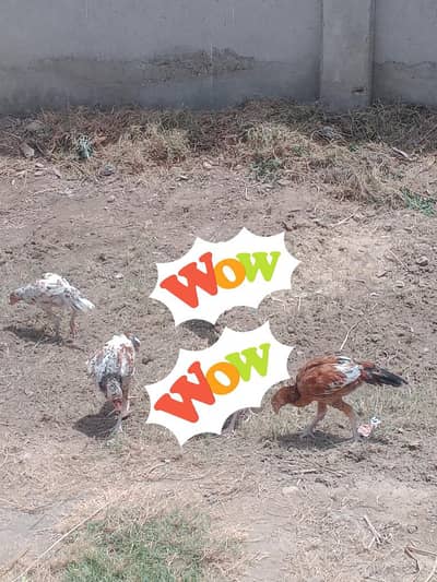ghar ky paly Howe hn