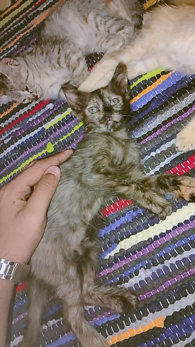 Single Coated Persian Kitten | For Sale