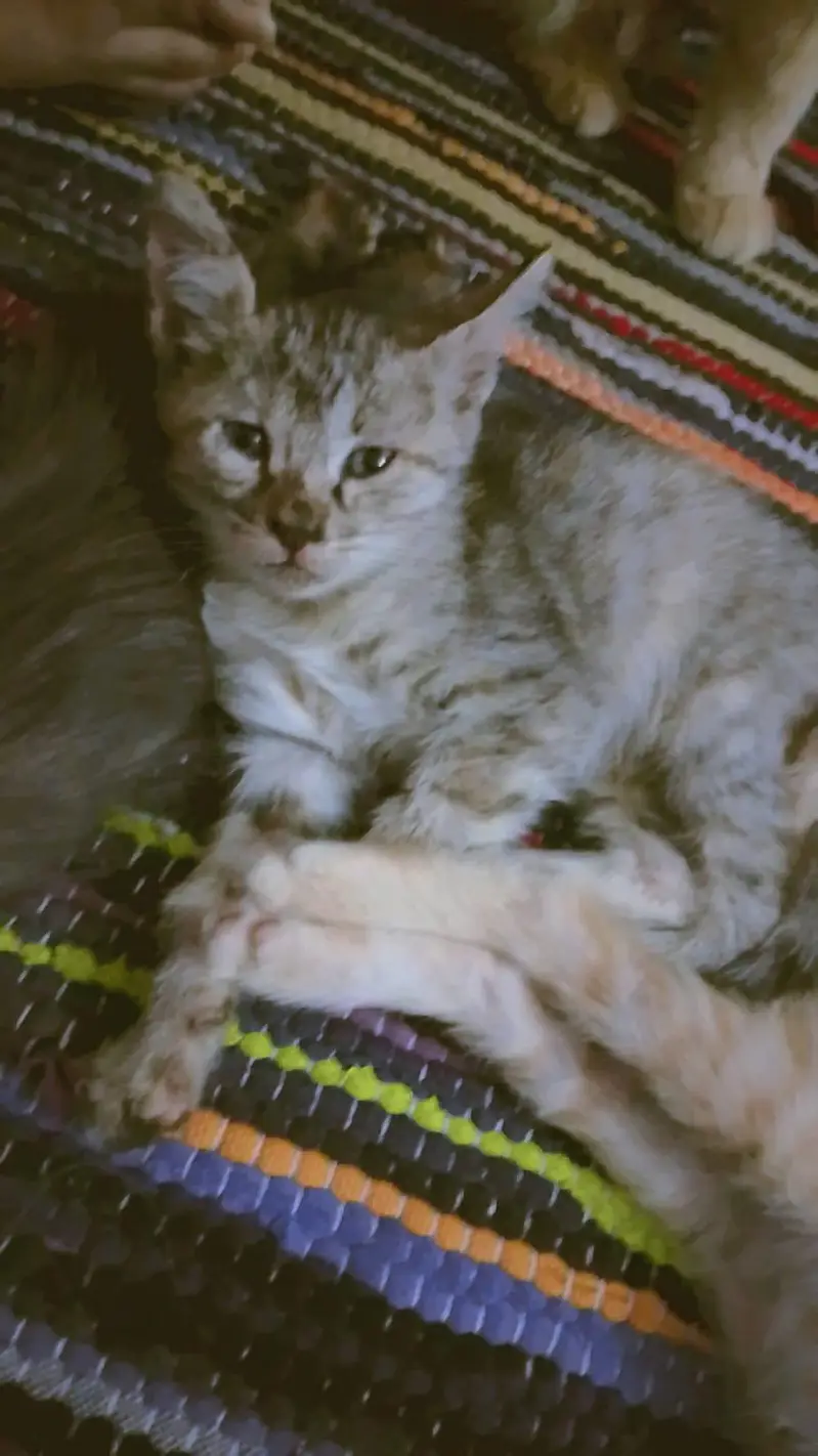 Single Coated Persian Kitten | For Sale — photo 2