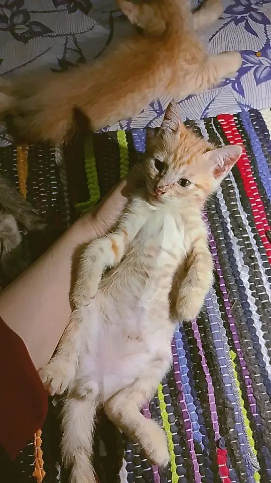 Single Coated Persian Kitten | For Sale — photo 3