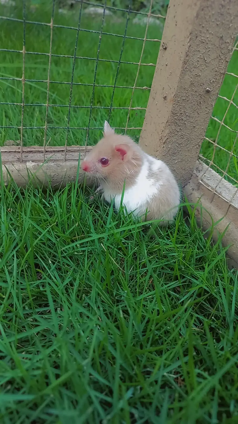 Male hamster | beautiful pattern | 1.5 months — photo 2