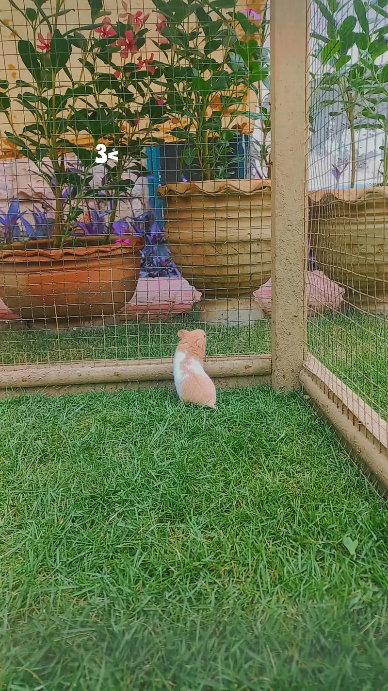 Male hamster | beautiful pattern | 1.5 months