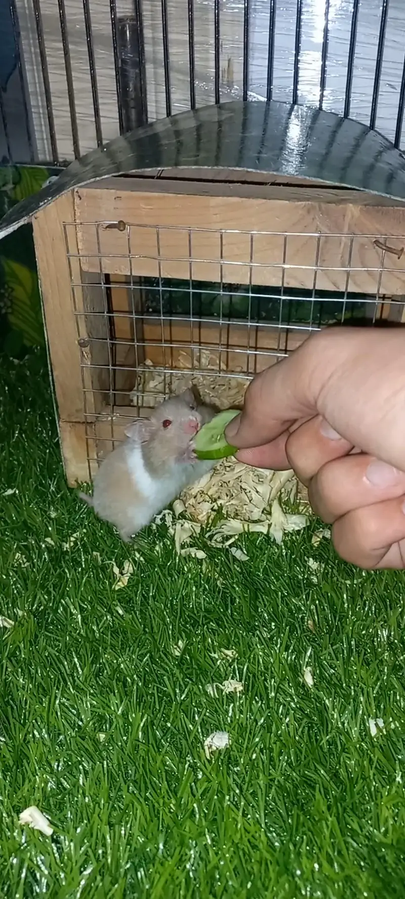 Male hamster | beautiful pattern | 1.5 months — photo 3
