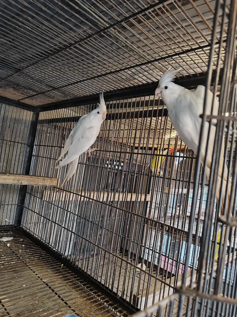 Eno cockatiel red eyes pair — photo 2
