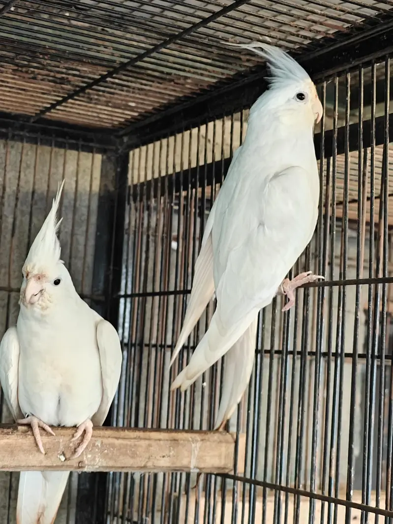 Eno cockatiel red eyes pair — photo 3