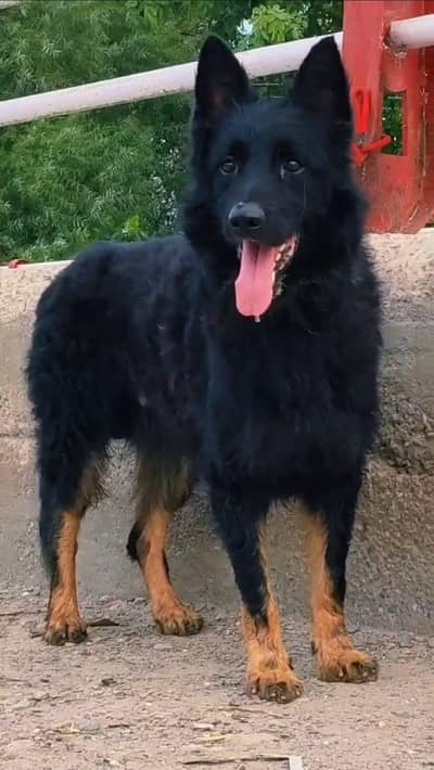 pure Working Class German shepherd male