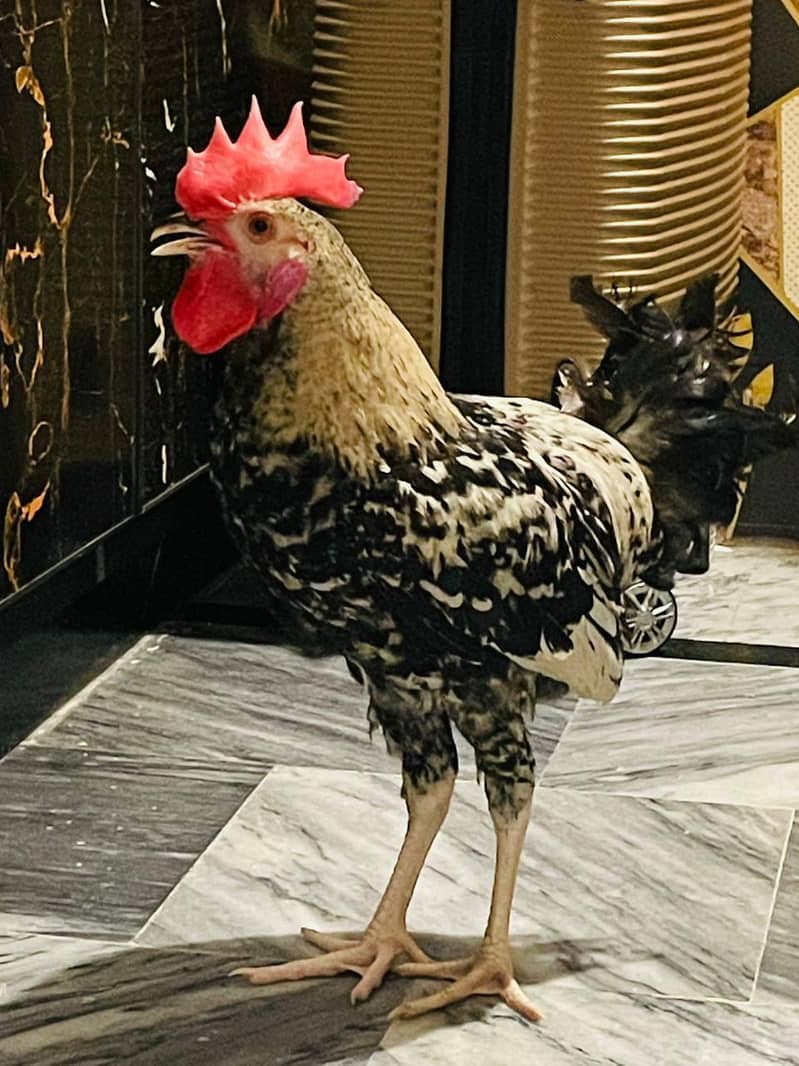 Desi Murga 3