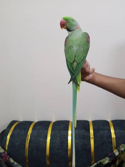 raw parrot face to face talking zero bite contact number 03174373497