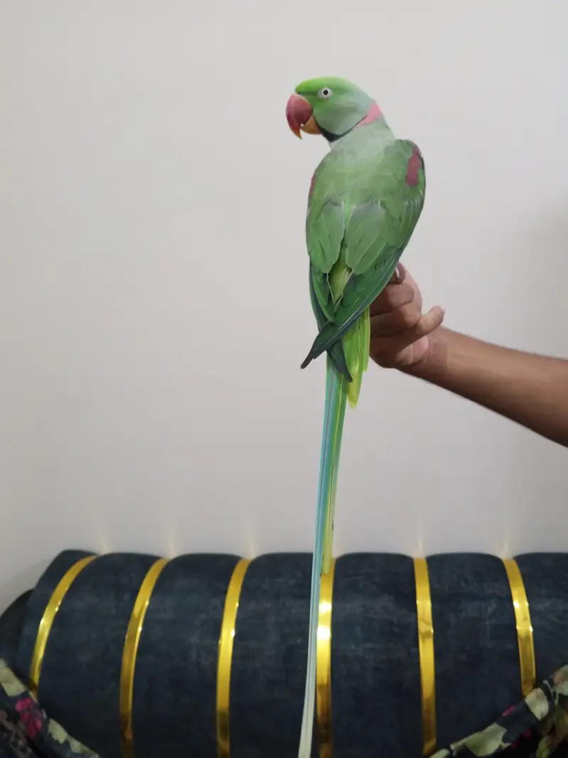 raw parrot face to face talking zero bite contact number 03174373497 — photo 2