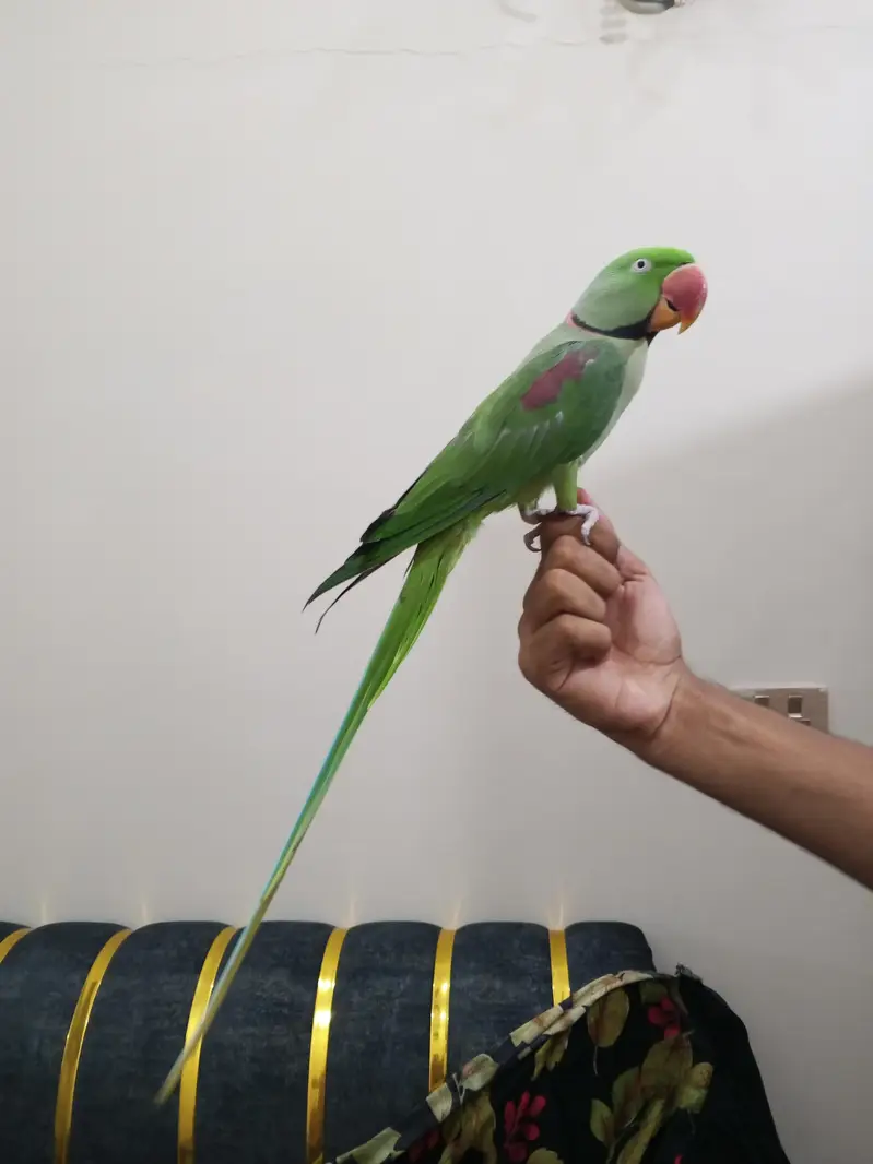raw parrot face to face talking zero bite contact number 03174373497 — photo 3