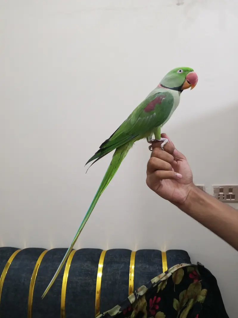raw parrot face to face talking zero bite contact number 03174373497 — photo 4
