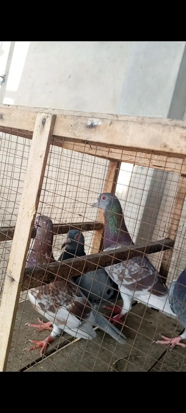 ریسر پٹھے اور نوجوان کبوتر فارسیل ہیں — photo 4