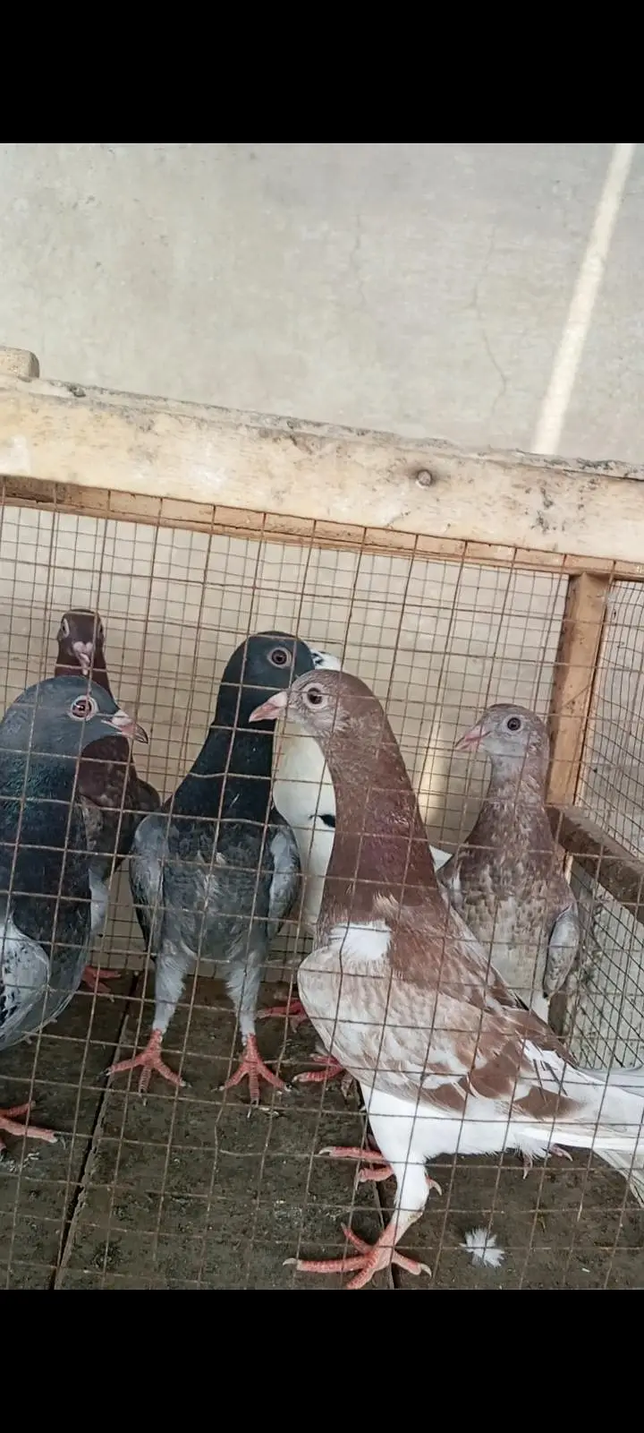 ریسر پٹھے اور نوجوان کبوتر فارسیل ہیں — photo 6