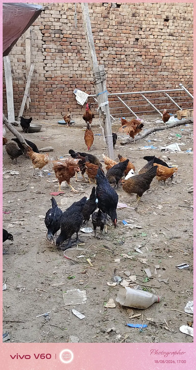 golden msri mugyaan 1050 pr  in farooqabad Sacha suda 03034663731 — photo 2