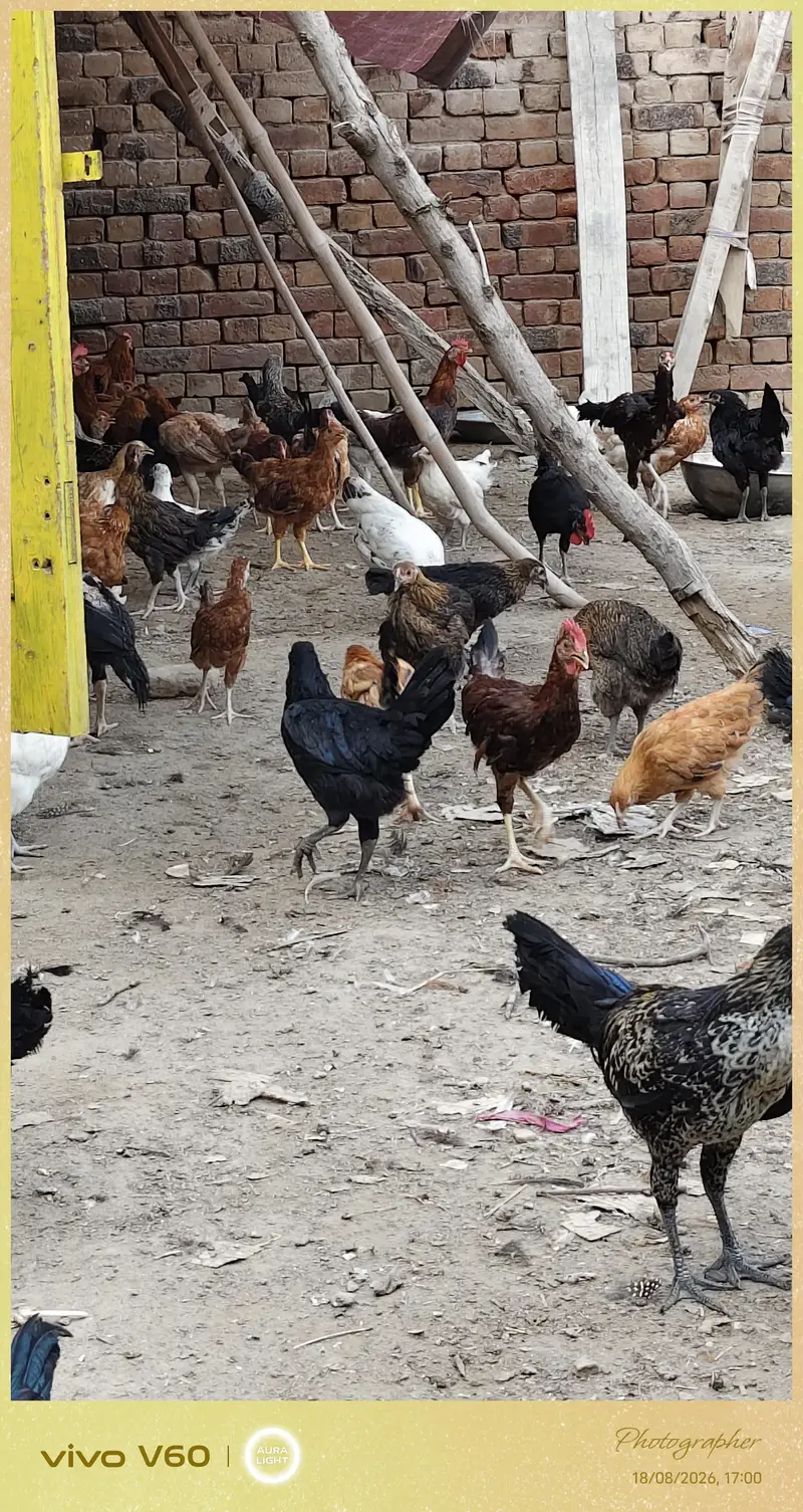 golden msri mugyaan 1050 pr  in farooqabad Sacha suda 03034663731 — photo 3